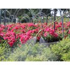 Birchmeier REX 15 AC 1 akkus háti permetezőgép (akku + töltő)